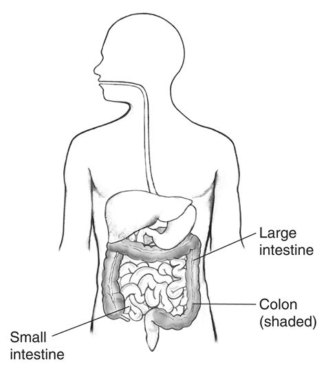 Digestive Tract Within Outline Of Male Body With Labels Pointing To