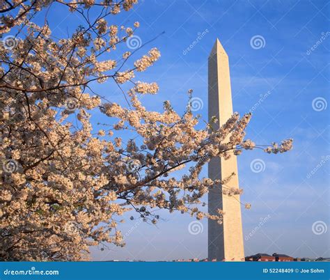 Washington Monument With Cherry Blossoms In The Spring Washington Dc