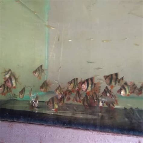 Jual Ikan Hias Tetra Sumatra Balon Perot Tiger Barb Shopee Indonesia