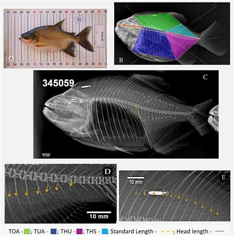 A Tambaqui Specimen B Measurement Model Of The Areas Corresponding