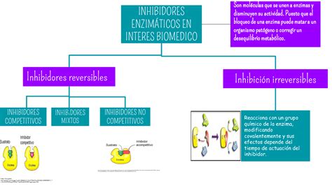 Solution Inhibidores Enzimaticos Bioquimica Studypool