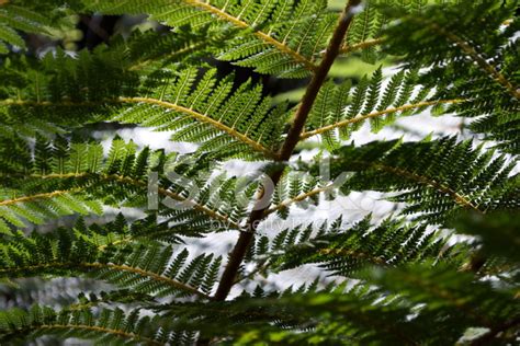 Punga Fern Frond Stock Photo | Royalty-Free | FreeImages