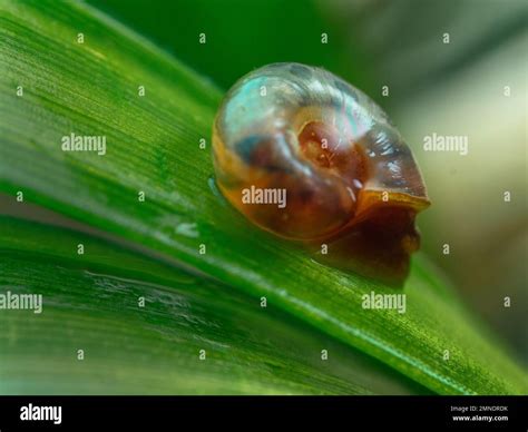 Freshwater Snail Schistosomiasis