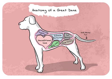 Anatomy Of A Great Dane Recoloring Greatdane Great Dane Great Dane