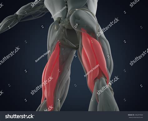 Hamstring Muscle Group Human Anatomy Muscle 스톡 일러스트 436297063