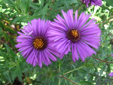 SYMPHYOTRICHUM Novae Angliae Barrs Violet Avondale Nursery