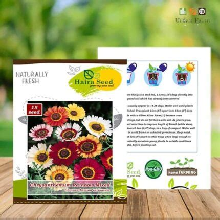 Jual Benih Bibit Bunga Krisan Rainbow Mix Haira Seed Benihkita