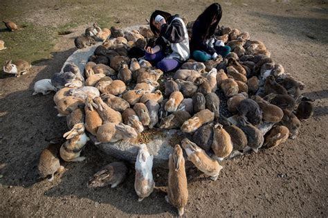 Okunoshima L Isola Giapponese Invasa Da Una Colonia Di Conigli Foto