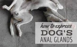 How To Express Your Dog's Anal Glands (Plus Causes & Prevention)