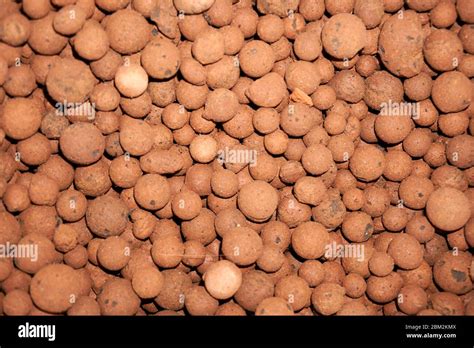 Heat Expanded Clay Pebbles Used As A Growing Media In Hydroponics