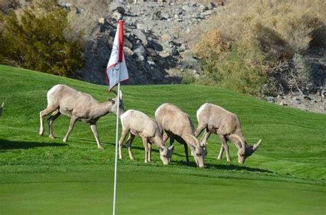 17 Best Images About Animals On A Golf Course On Pinterest At Close