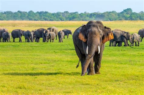 Minneriya National Park