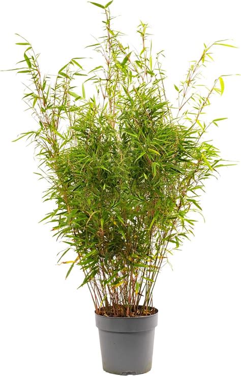 Fargesia Rufa Hardy Red Panda Bamboo Non Invasive Garden Plant