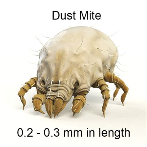 Dust Mites Understanding Allergies How To Treat Them Fast