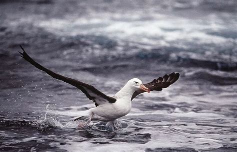 Black Browed Albatross In Flight Taking Off From Water