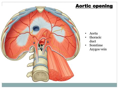 Ppt Diaphragm Powerpoint Presentation Free Download Id 2241745