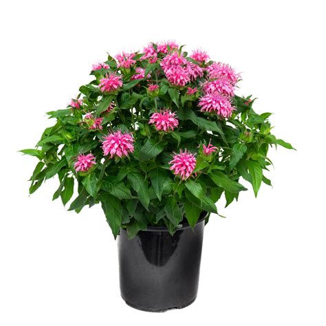 Monarda 2 Gal Glow Gardens Alberta