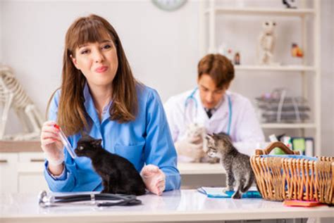 Exames Laboratoriais para Cachorro São Paulo RAB Veterinaria Clínica