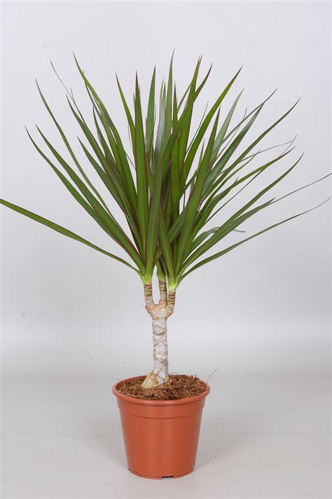 Dedeman Planta Interior Dracaena Marginata H 45 Cm D 12 Cm Dedicat