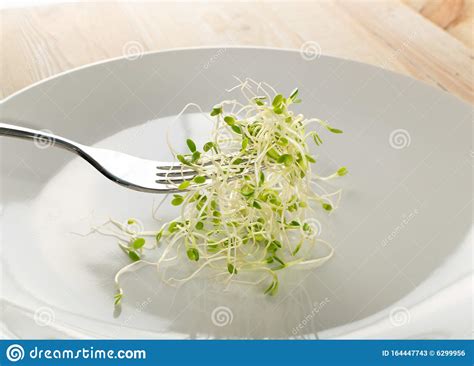 Red Clover Sprouts Micro Green Healthy Eating Concept Stock Image