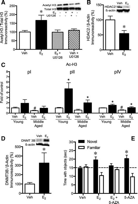 Sex Steroid Hormones Matter For Learning And Memory Estrogenic