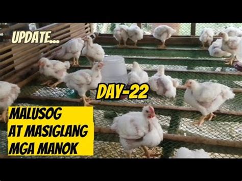 Day Malusog At Masigla Ang Mga Alagang Manok Paano Mag Alaga Ng