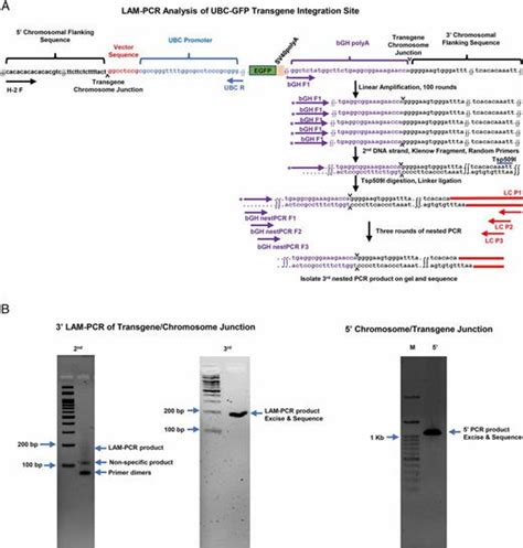 Mapping The Chromosomal Insertion Site Of The Gfp Transgene Of Ubc Gfp