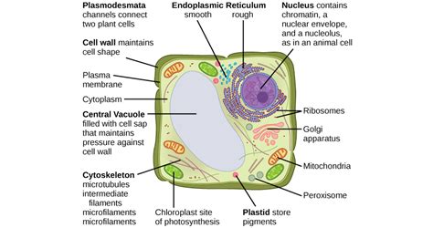 Module 1 Cells As The Basis Of Life Year 11 Biology Guide