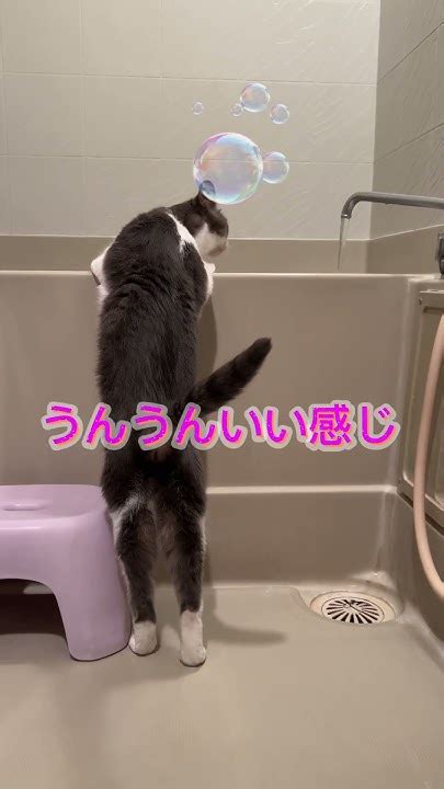 お風呂当番😽 Shortsvideo Shortsfeed Cutecat Funny Cat 可愛い ペット動画 猫