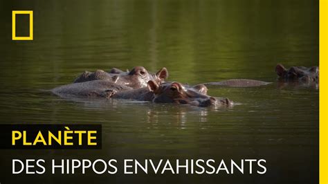 Pourquoi L Hippopotame Est Il Une Esp Ce Invasive En Colombie Youtube