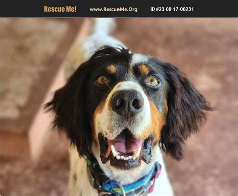 ADOPT 23091700231 English Setter Rescue Boerne TX