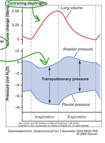 Pulmonary Ventilation Flashcards Quizlet