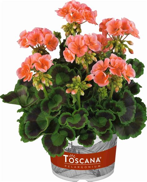 Pelargonium Zonale Trend Salmon Gardenhouse Sk