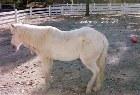 35mm Memphis Zoo Pony By Creeknymph On Deviantart