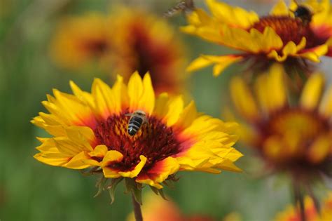 Les Abeilles Zinnia Pollinisation Photo Gratuite Sur Pixabay Pixabay