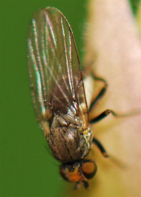 Diptera Info Discussion Forum Agromyzidae Phytomyza Sp Female