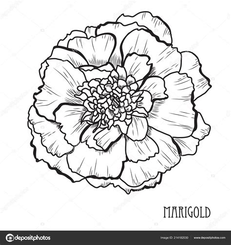 Marigold Flower Drawing Step By Step / But it's also the most fun and ...