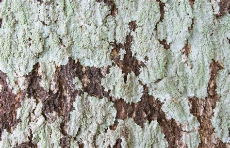 Gros Plan Du Fond De Texture D Corce D Arbre Sec Photo Premium