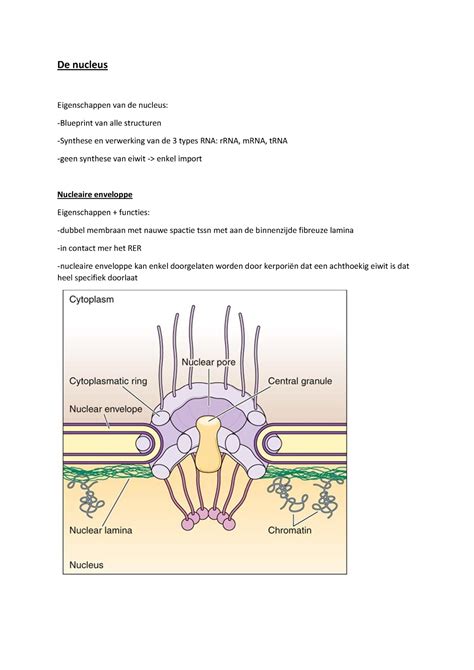 De Nucleus De Nucleus Eigenschappen Van De Nucleus Blueprint Van