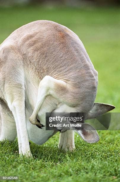 28 Inside Of Kangaroo Pouch Stock Photos High Res Pictures And Images