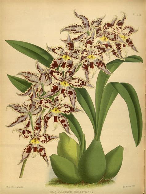 Orchidees Orchidees Odontoglossum Pollettianum Gravures