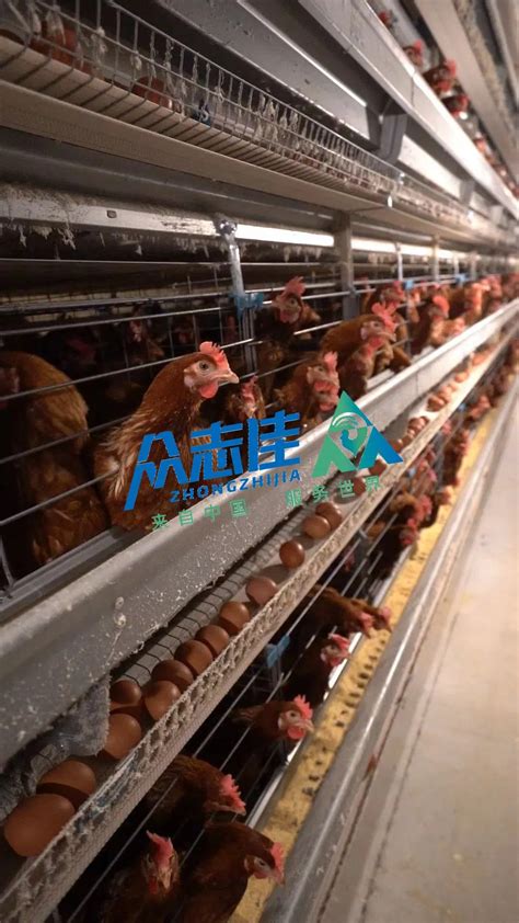 Automatic Battery Cage Tiers Bird Harvesting Broiler Raising Cage For