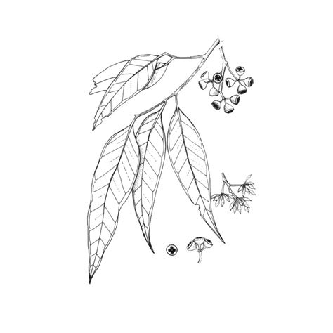 Joyeux Coloriage Arbre Sans Feuille Photos Idee De Coloriage