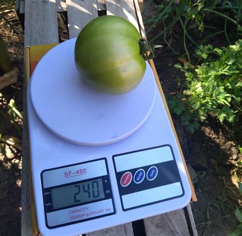 Concurso El Verdur N El Tomate De Mayor Peso Lo Tuvo Una Vecina De