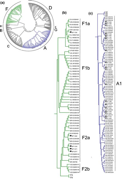 Phylogenetic Analysis Of The Partial Length Sequences Of Hbv