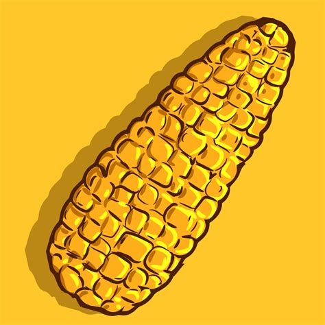 Vector art of a yellow ripe corn cob. Drawing of an isolated summer and ...