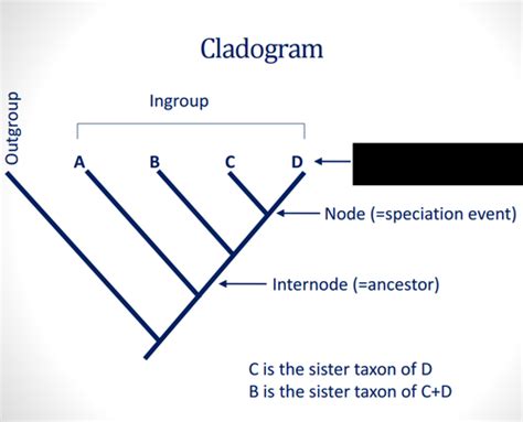 Systematic Phylogenetics Flashcards Quizlet