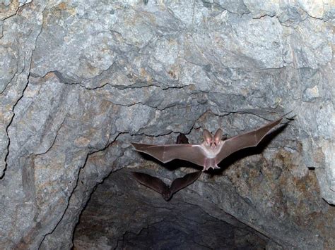 Into the Bat Caves Where Coronaviruses Begin | The New Yorker Radio ...