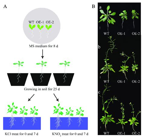 Effects Of Kcl And Kno Treatments On Growth Of Wt And Transgenic