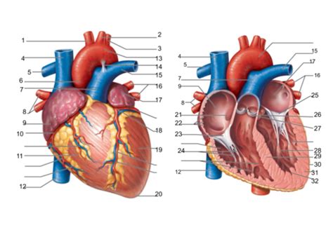 Cardiovascular System Heart Flashcards Quizlet